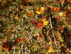 Pultenaea tenuifolia