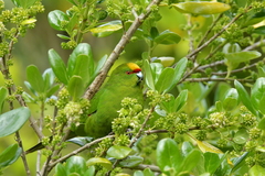 Cyanoramphus auriceps