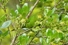 Cyanoramphus auriceps