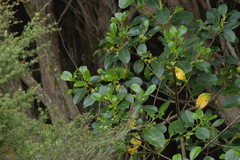 Cyanoramphus auriceps