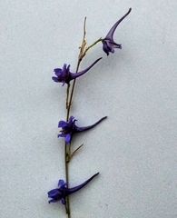 Delphinium gracile
