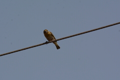 Ploceus velatus