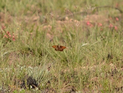 Catacroptera cloanthe cloanthe