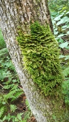 Neckera pennata image