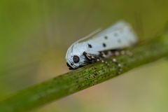 Myelois circumvoluta