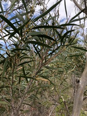 Eucalyptus stricta