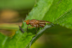 Tetanocera elata