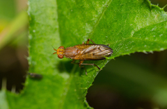 Tetanocera elata