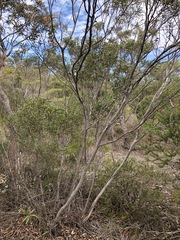 Eucalyptus stricta
