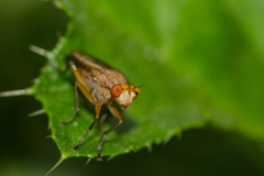 Tetanocera elata