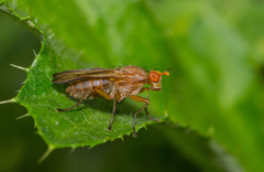 Tetanocera elata