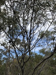 Eucalyptus stricta