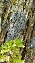 Fuscopannaria sorediata