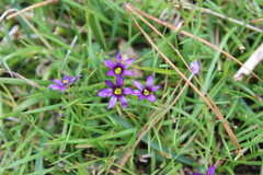 Sisyrinchium scabrum