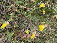 Hibbertia cunninghamii