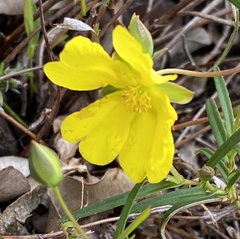 Hibbertia cunninghamii