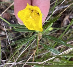 Hibbertia cunninghamii