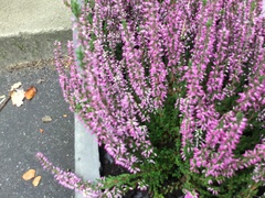 Calluna