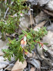 Darwinia citriodora
