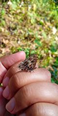 Catapaecilma major