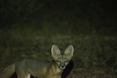 Vulpes macrotis macrotis