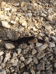 Ichthyosaura alpestris alpestris