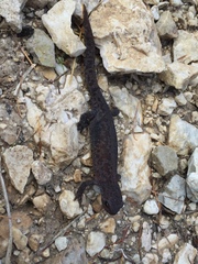 Ichthyosaura alpestris alpestris