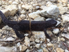 Ichthyosaura alpestris alpestris