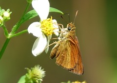 Euphyes dukesi calhouni