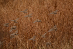 Quelea quelea lathamii