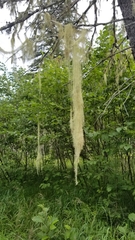 Dolichousnea longissima image