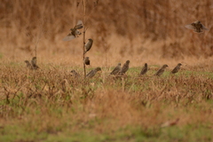 Quelea quelea lathamii