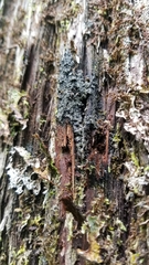 Fuscopannaria leucosticta