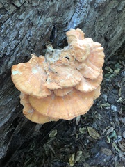 Laetiporus sulphureus