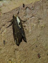 Lophoptera nama