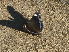 Kaniska canace nojaponicum