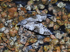 Psilogramma papuensis