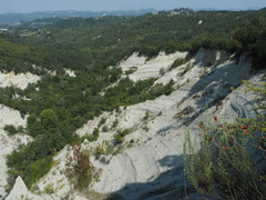 Hippophae rhamnoides