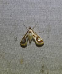 Theila siennata
