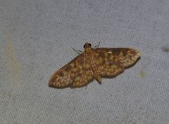 Trigonobela perfenestrata