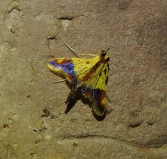 Tetracona pictalis