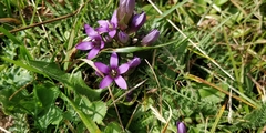 Gentianella anisodonta