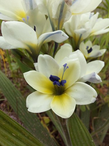 Babiana fragrans