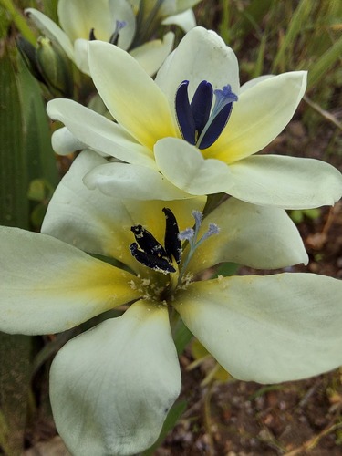 Babiana fragrans