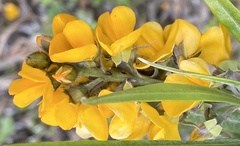 Callistachys lanceolata