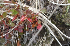 Sphictostethus fugax