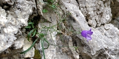 Campanula carnica