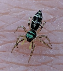 Cosmophasis micarioides