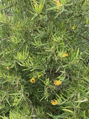 Callistachys lanceolata