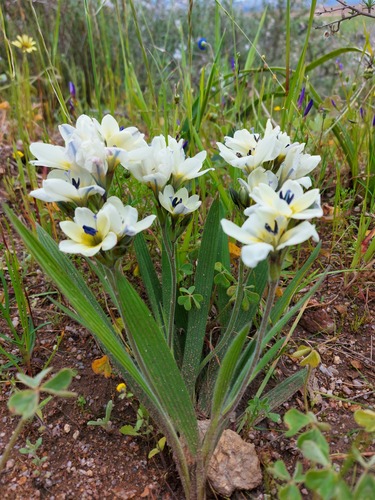Babiana fragrans